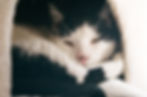 Thumbnail: Kodak Ektacolor Pro 400