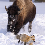 A bison and fox run through snow, theshutterbug, in a winter scene.