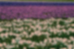 Thumbnail: Harman Switch Azure 35 & 120 Film
