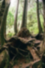Thumbnail: Kodak Ektacolor Pro 400