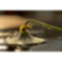 Thumbnail: Nikon NIKKOR Z MC 105mm f/2.8 VR S Macro Lens